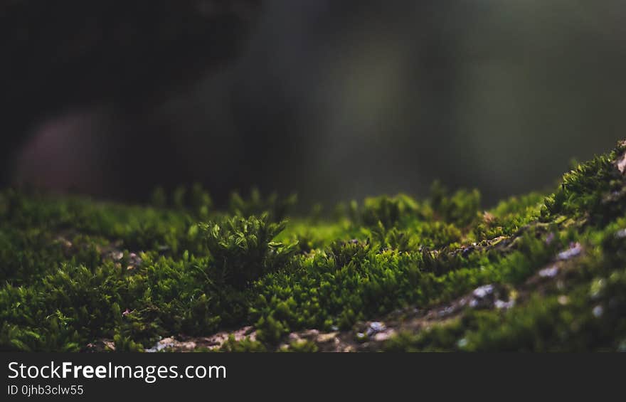 Close-up Photo of Grass