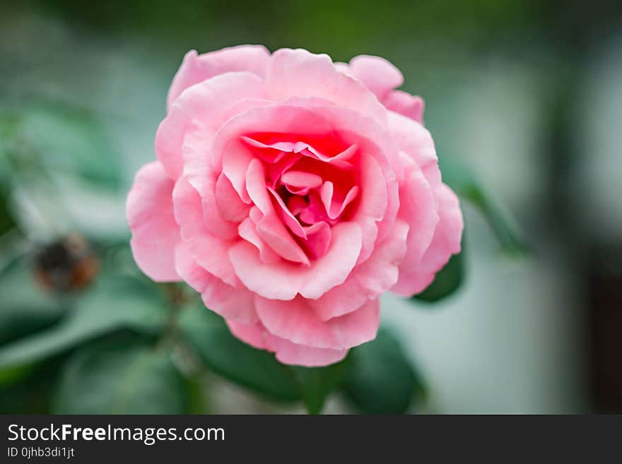 Close-Up Photography of Pink Flower