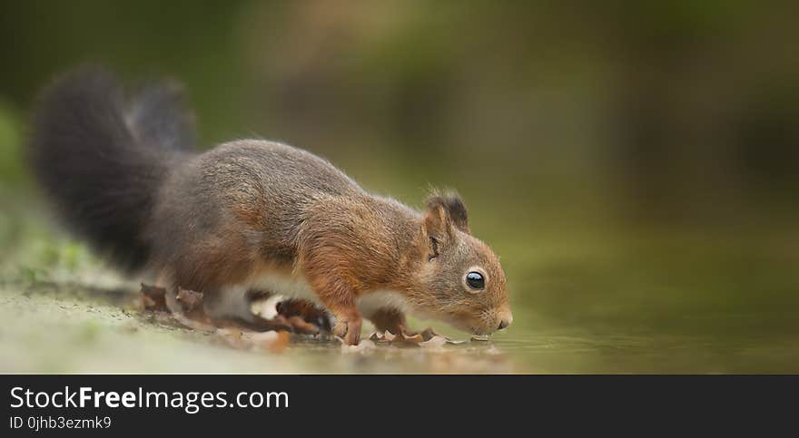 Close-Up Photography of Squirrel Drinking