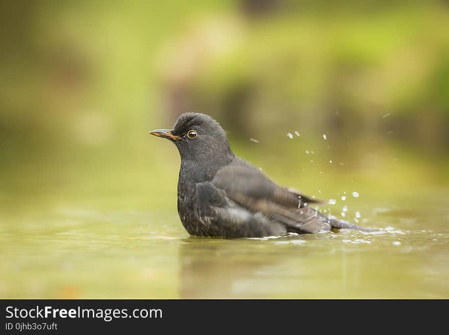 Close Up Photo of Gray Bird