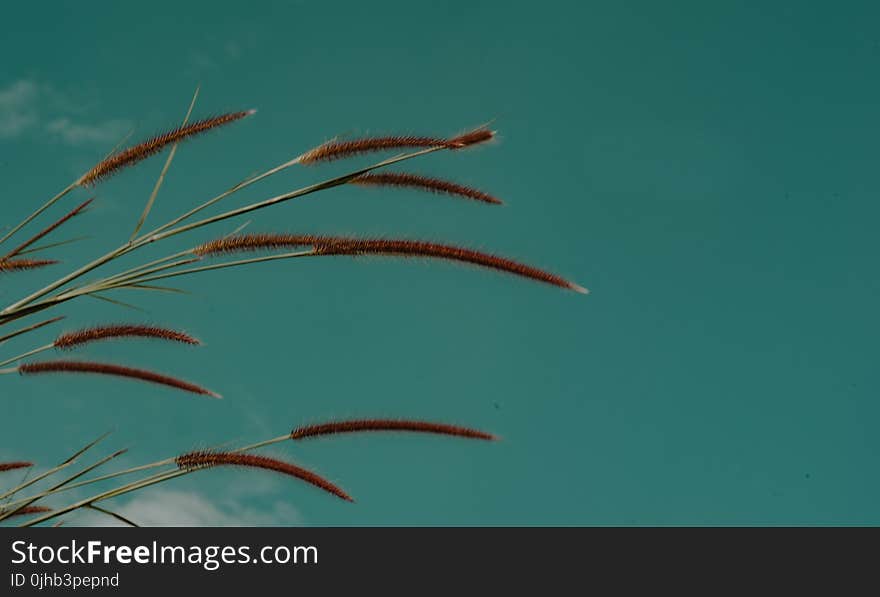 Green Grass Focus Photo