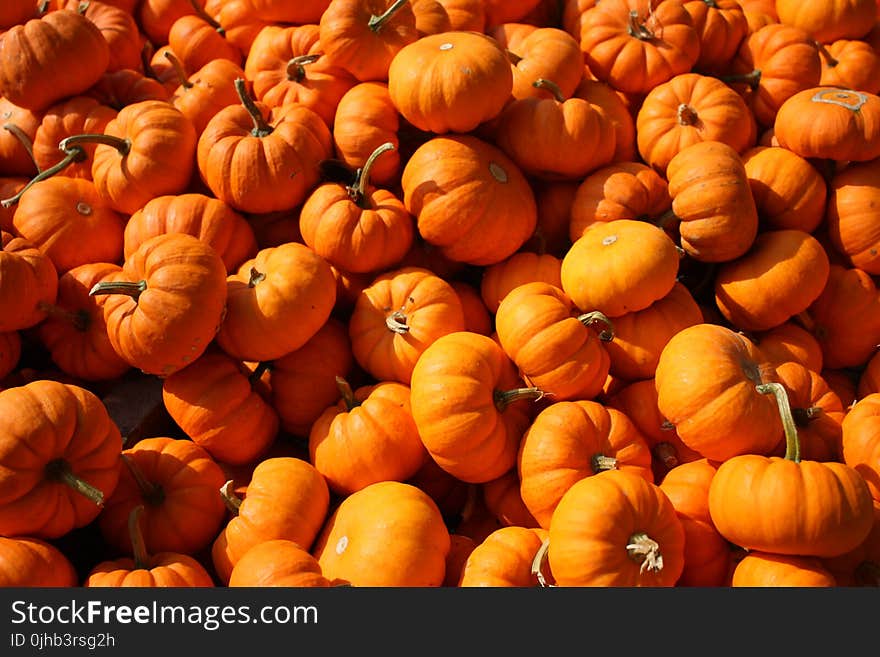 Photo of Pumpkins