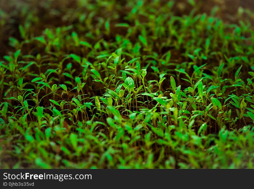 Green Grass in Tilt Shift Lens Photography