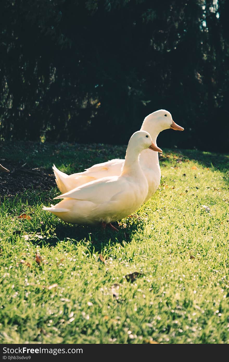 Two White Ducks on Green Grass Field