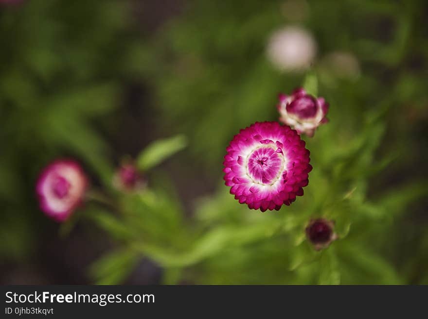 Selective Focus Photography of Pink Petaled Flowers