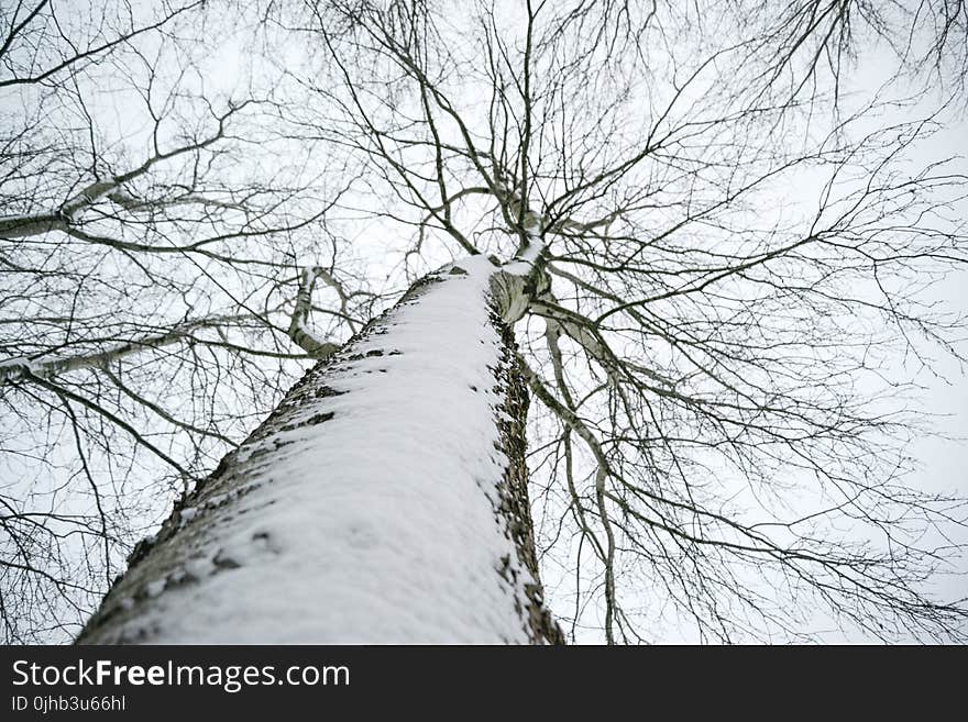 Low Angle Photo of Snow Covered Dried Tree