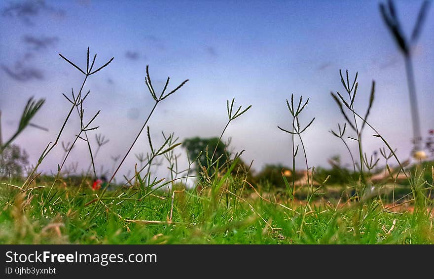 Close-up Photography of Grass