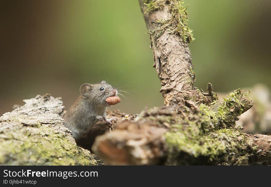 Grey Mouse Carrying Food