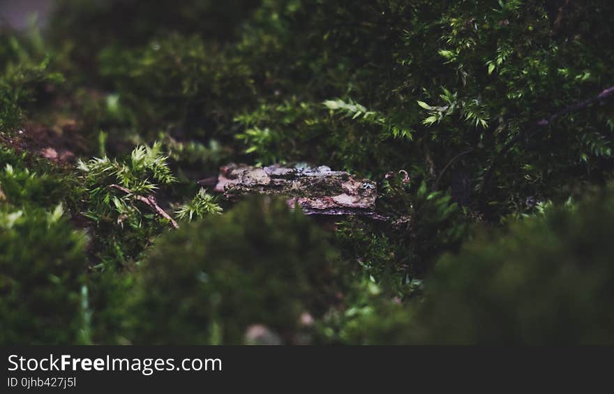 Close-Up Photography of Leaves