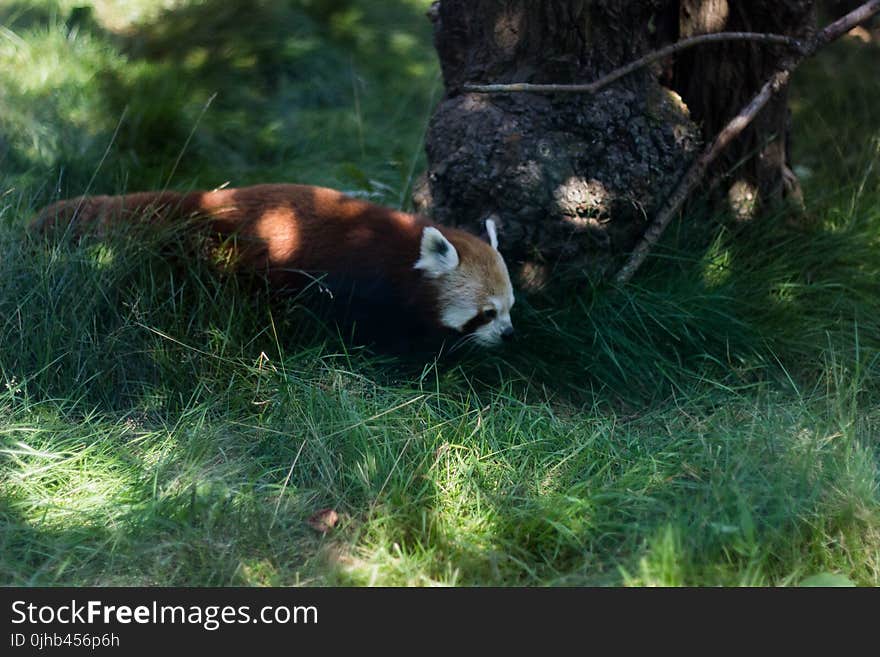 Photo of Red Panda Beside Brown Tree