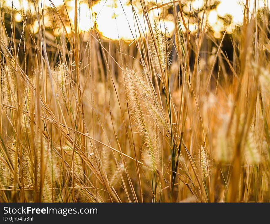 Macro Photography of Green Grass