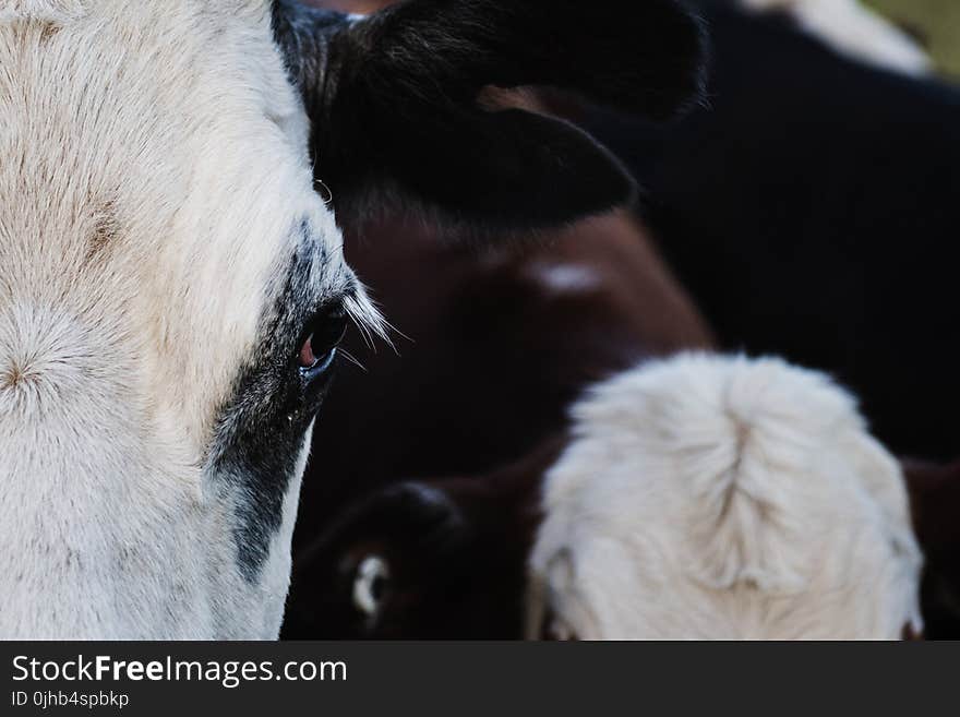 Close-up Photography of a Cattle