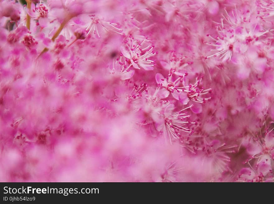 Selective Focus Photography of White And Pink Flowers