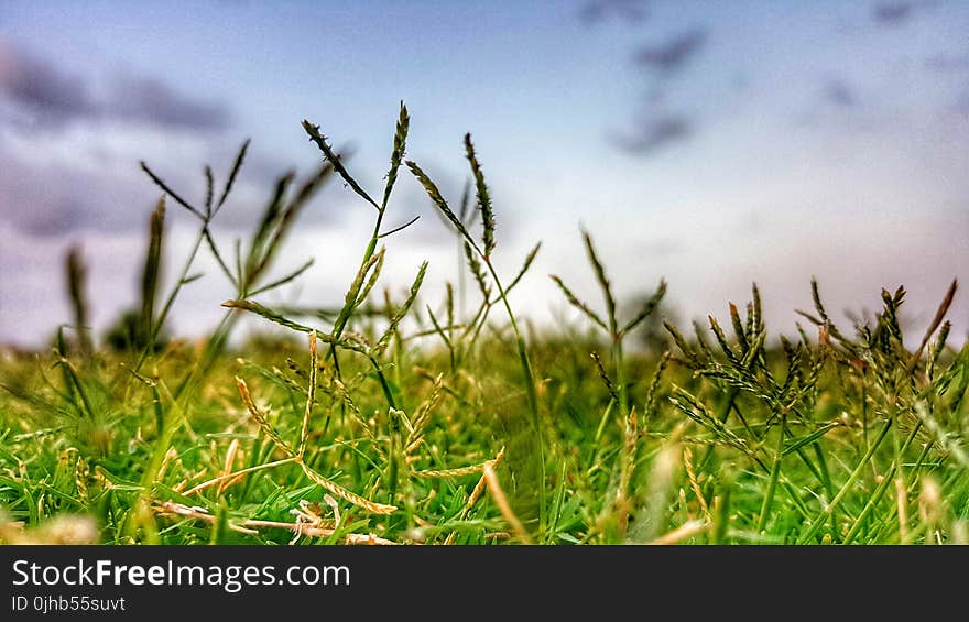 Close-up Photography of Grass