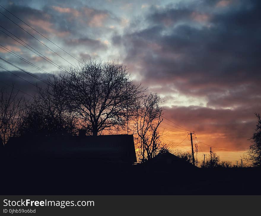 Silhouette Photo of Bare Trees during Golden Hour