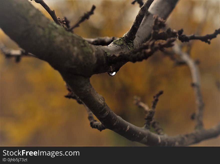 Close-Up Photography of Tree Branches