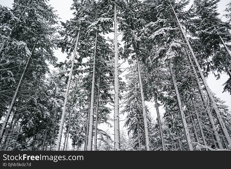 Low Angle Photography of Tall Trees