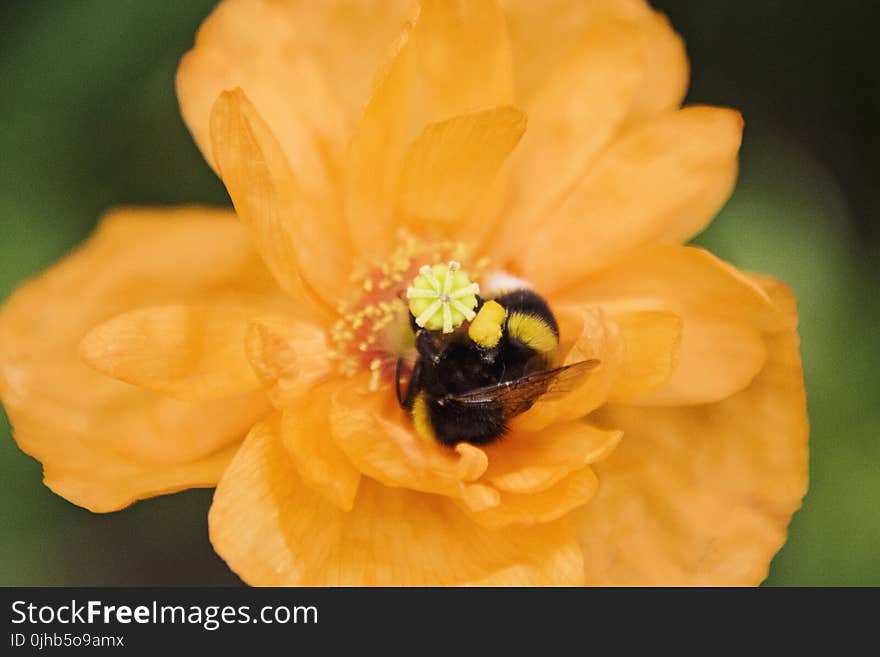 Close-up Photo of Honey Bee on Yellow Flower