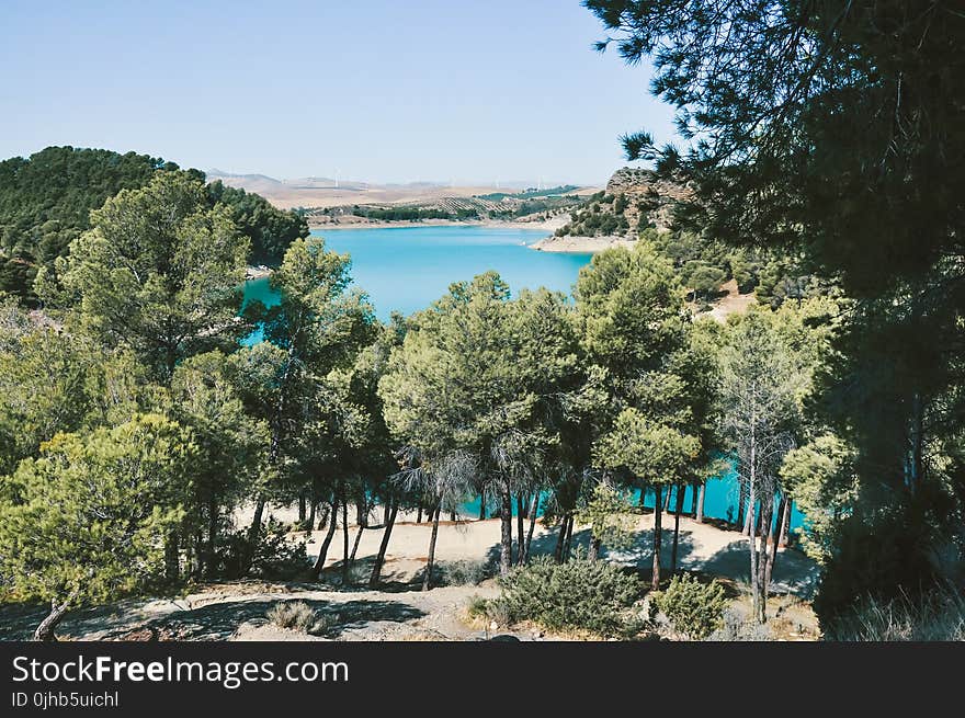 Green Trees With Blue Water Under the Blu Sky