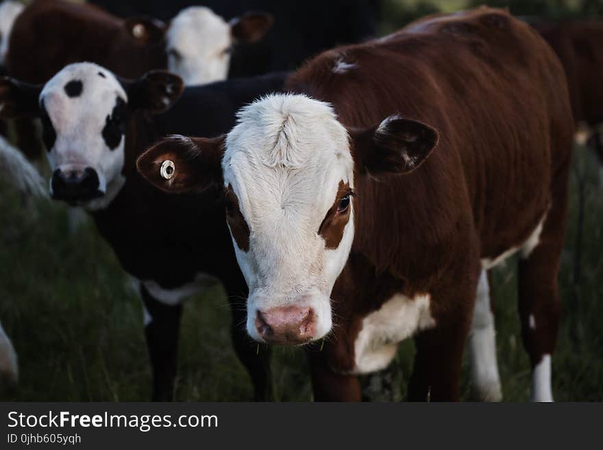 Close-up Photography of a Beef Cattle