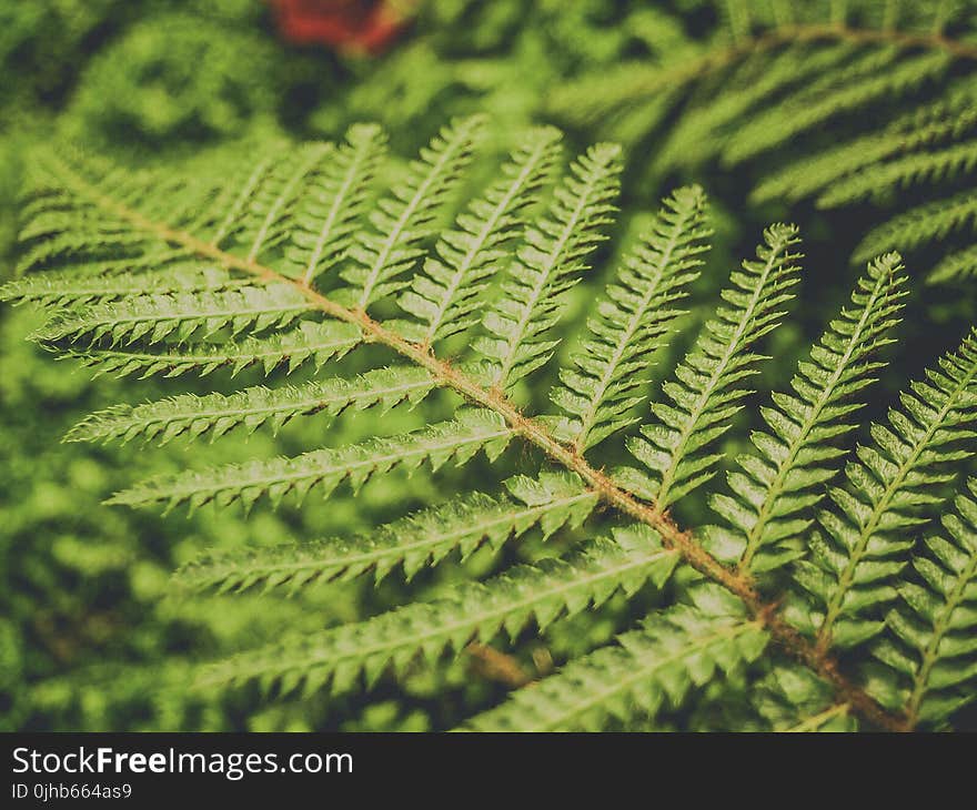 Green Leaf Plant