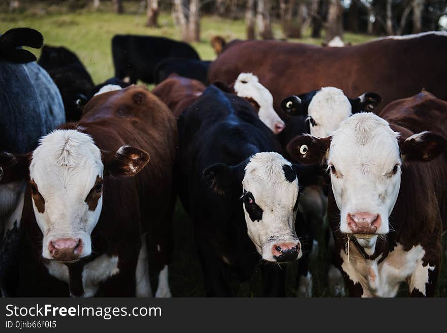 Close-up Photo of Cows