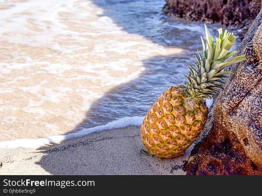 Pineapple in Seashore Leaning on Brown Rock