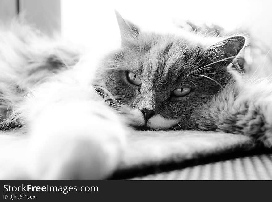 Grayscale Photo of Cat Lying on Bed