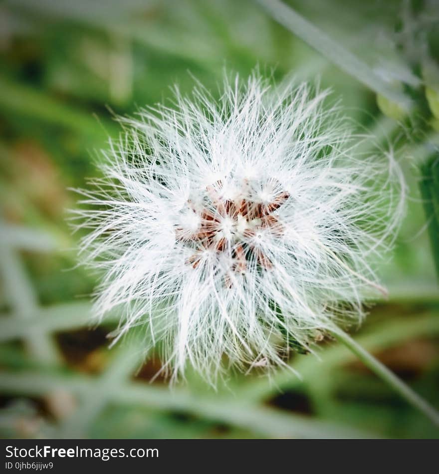 White Dandelion Plant