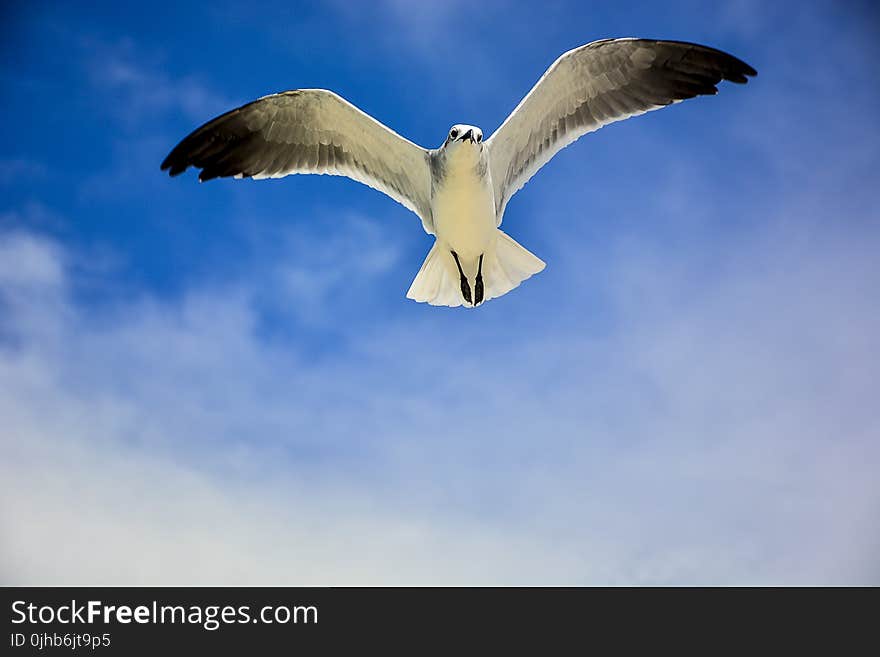 White and Black Bird