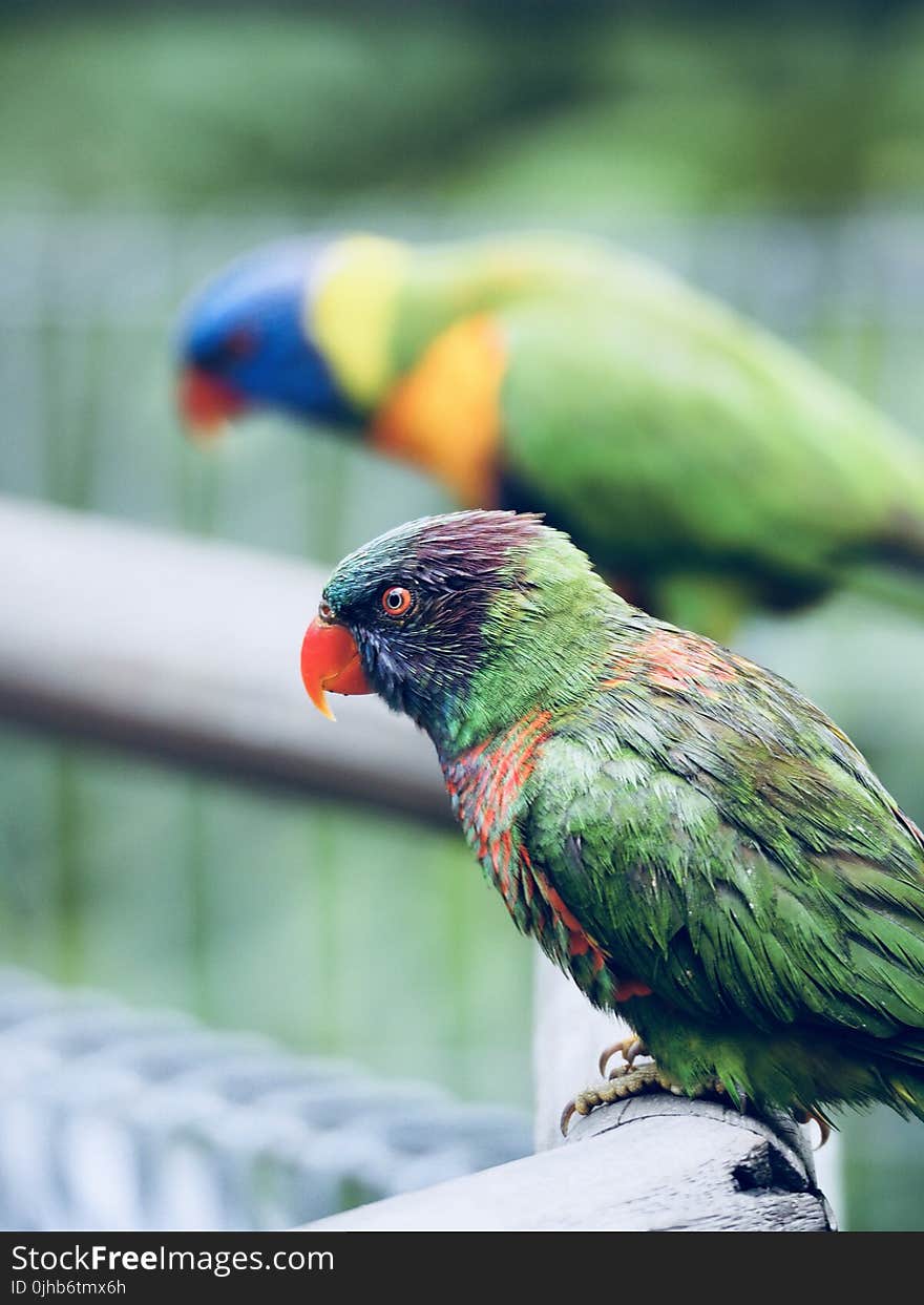 Tilt Shift Lens Photography of Green Short Beak Bird