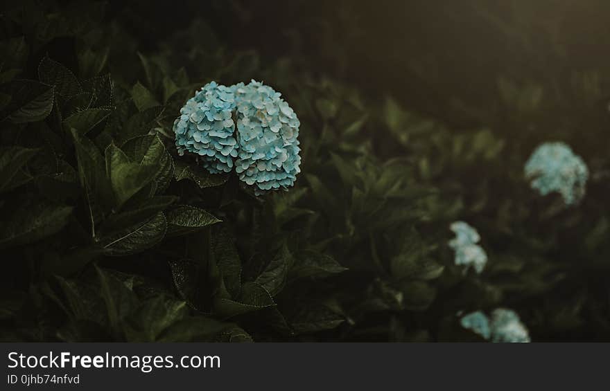 Blue Flowers With Leaves