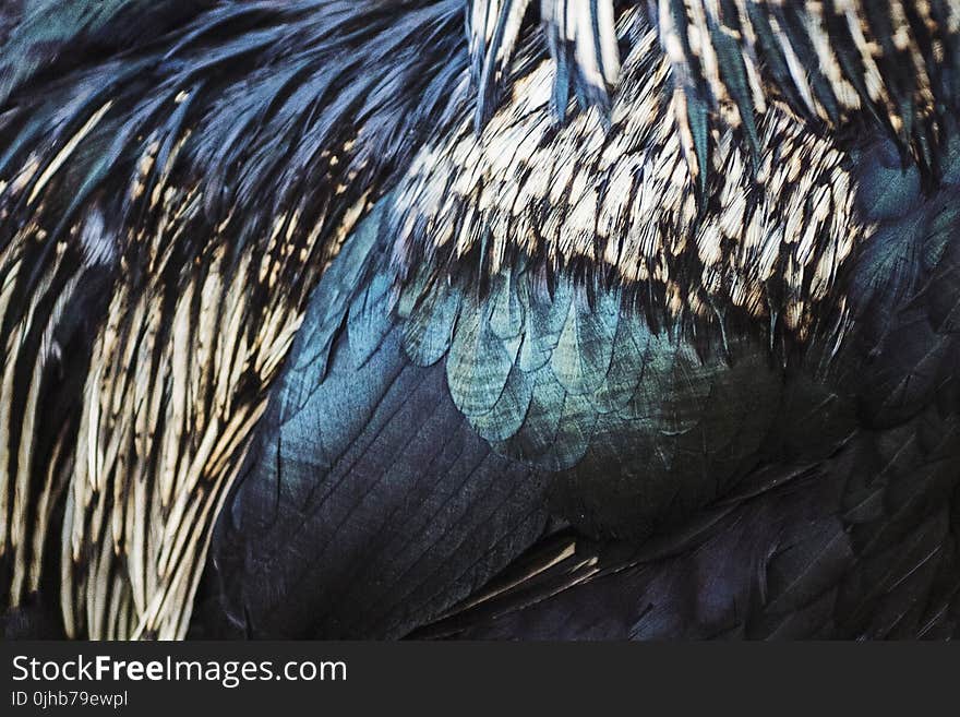 Close-up Photo of Feathers