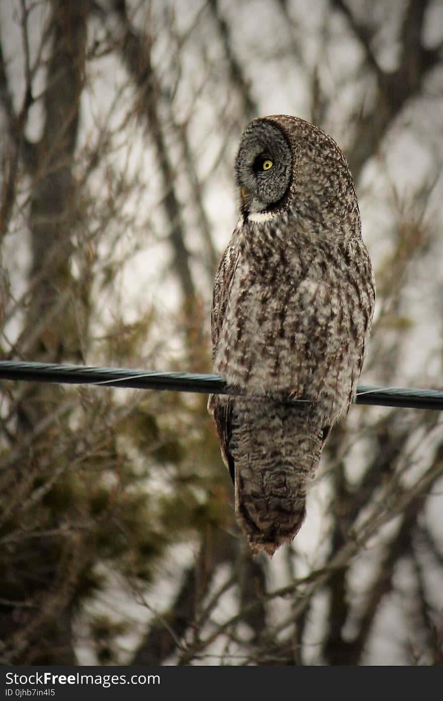 Gray Owl