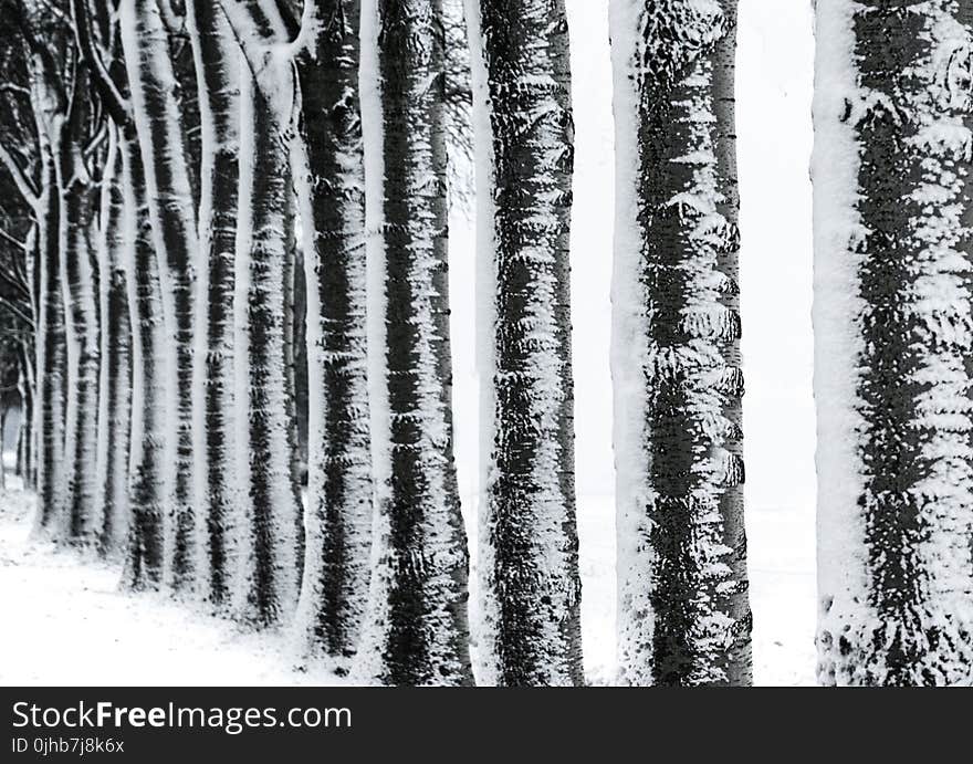 Photography of Trees during Winter