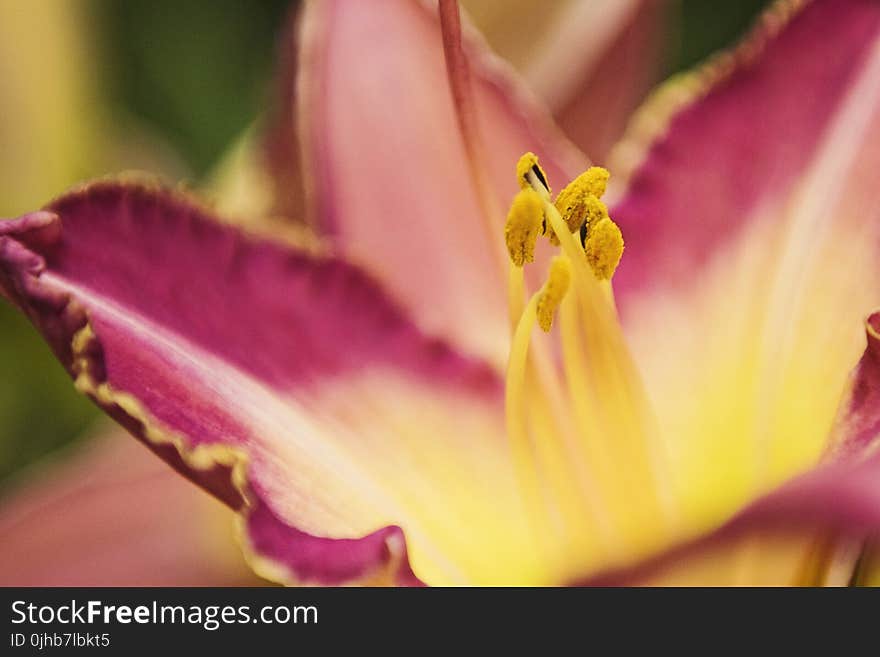 Macro Photography of Pink Petaled Flower