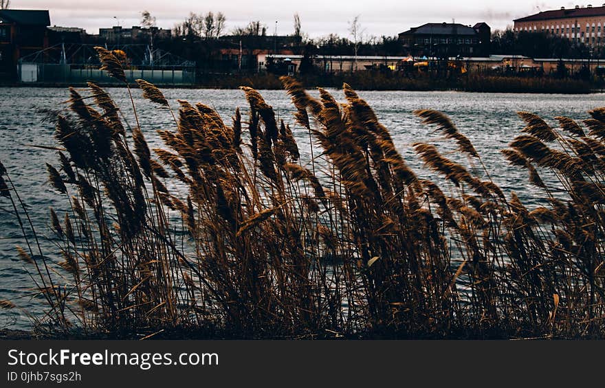 Brown Grasses Near Body of Water Across Houses