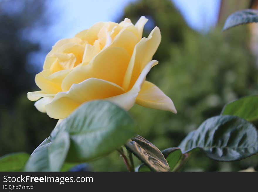 Yellow Rose