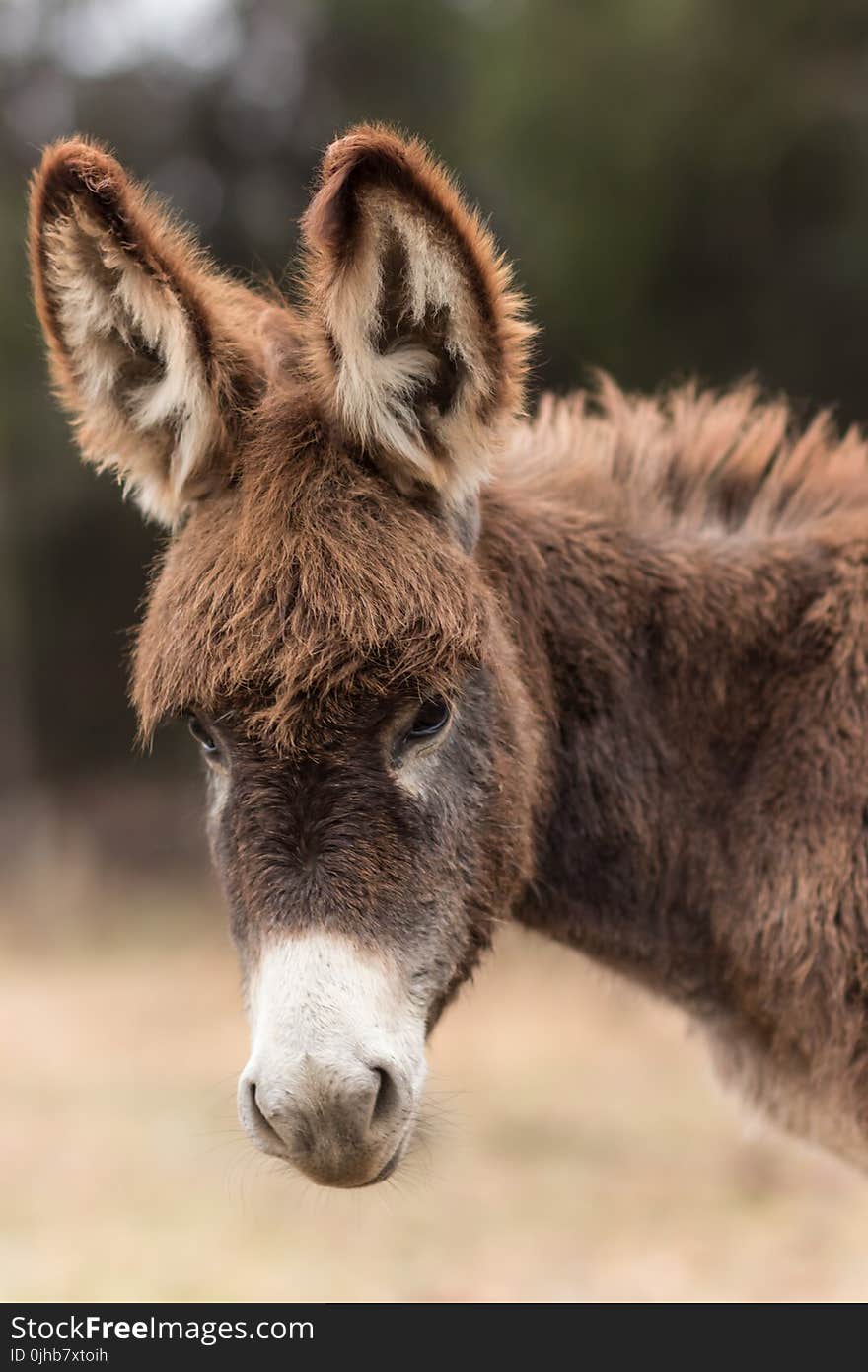 Shallow Focus Photography of Brown and White Donkey