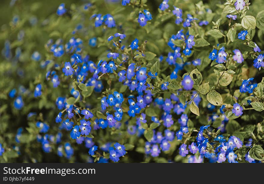 Purple Petaled Flowers