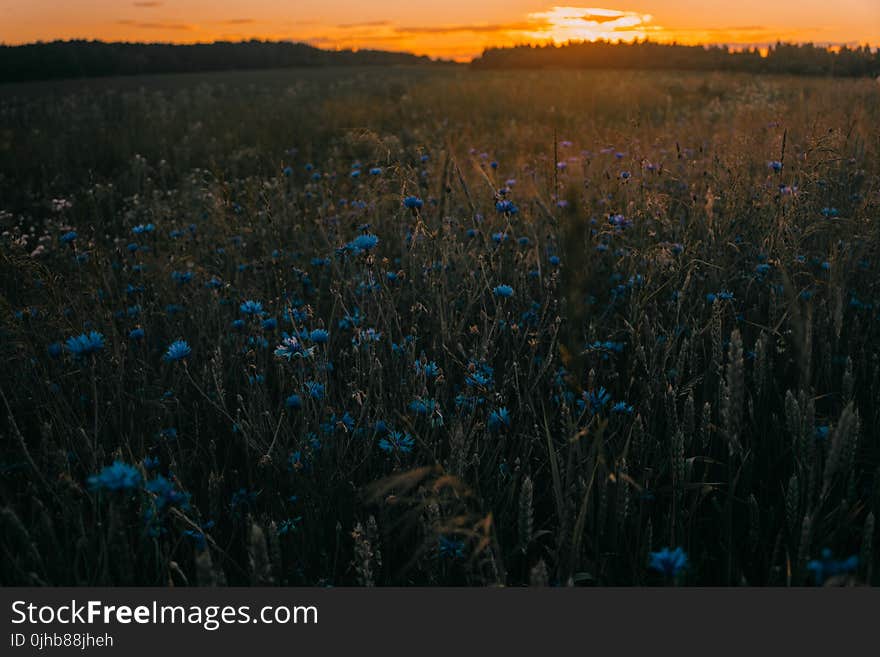 Blue and Green Flowers