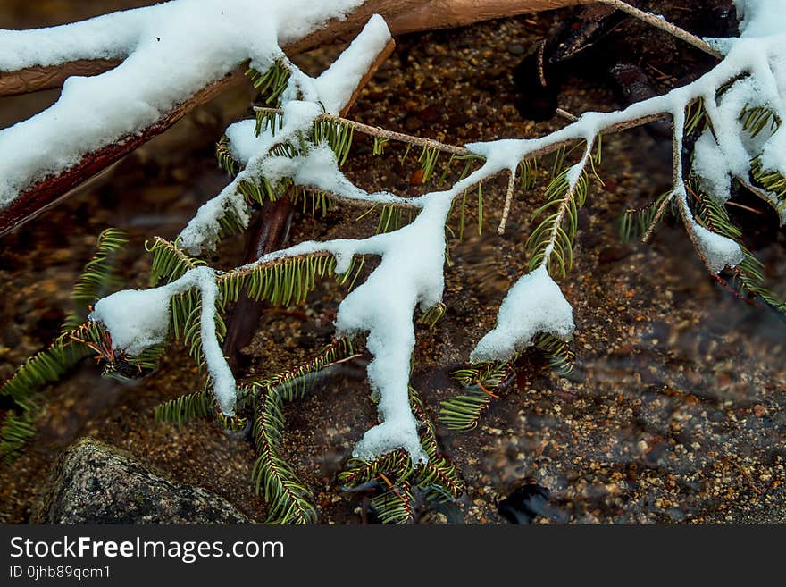 Fir Leaves Covered in Snow