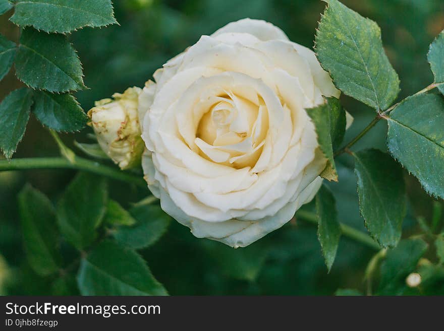 Close-Up Photography of White Flower Beside Green Leaves