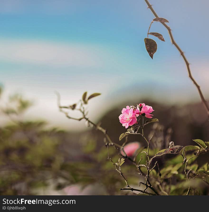 Pink Rose Flower in Selective Focus Photography