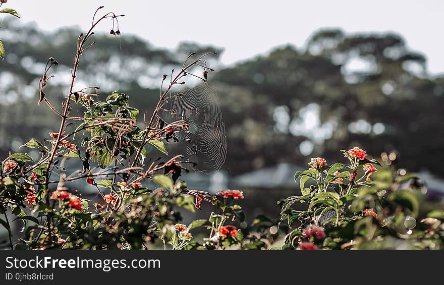 Selective Focus of Spider-web on Green Leaf Plant