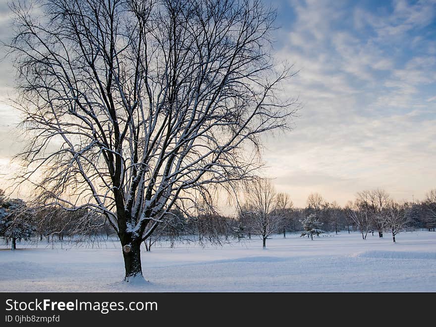 Leafless Tree Covered in Snow