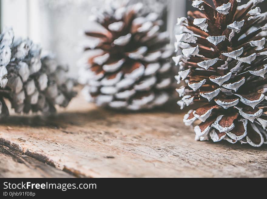 Three Pine Cones on Brown Surface