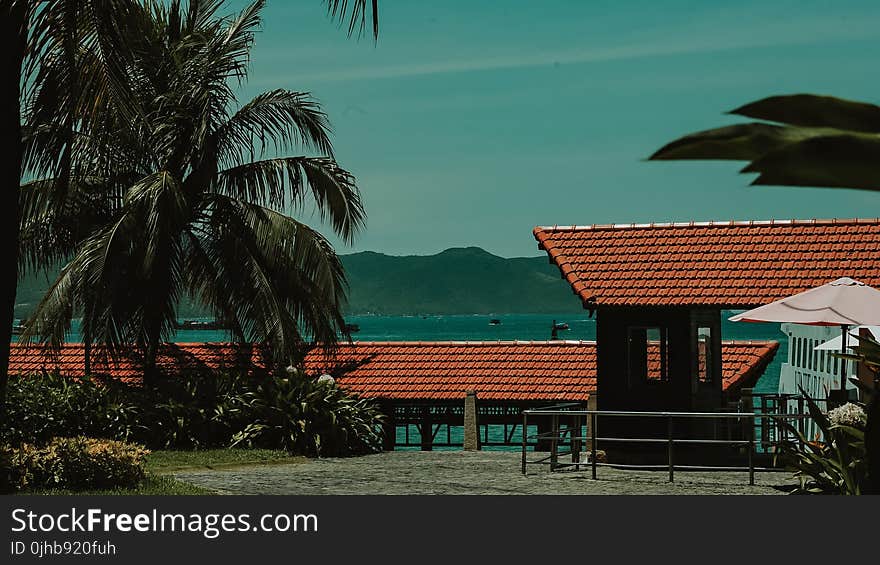 Green Coconut Tree Near Shed