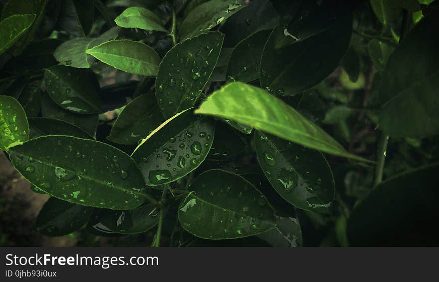 Green Leaves