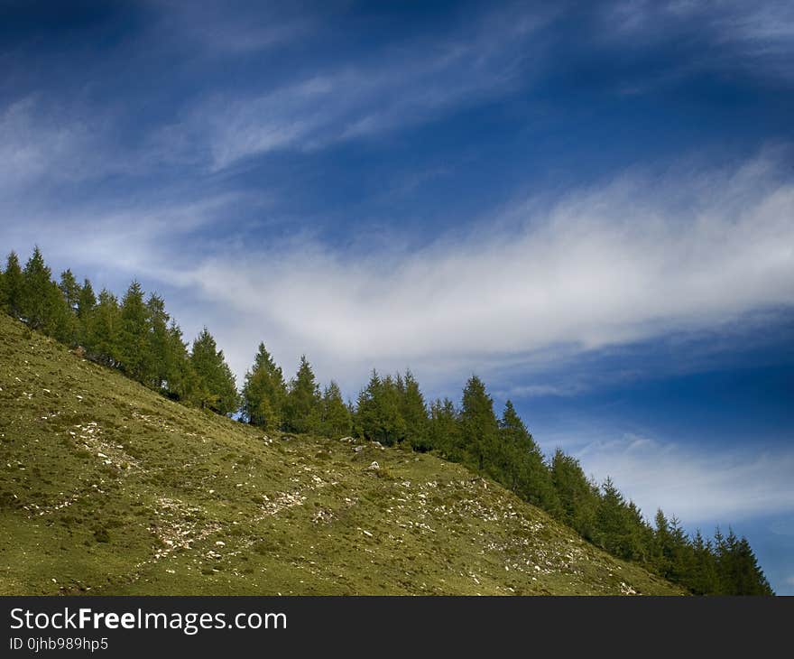 Green Pine Trees Under Clear Blue Sky